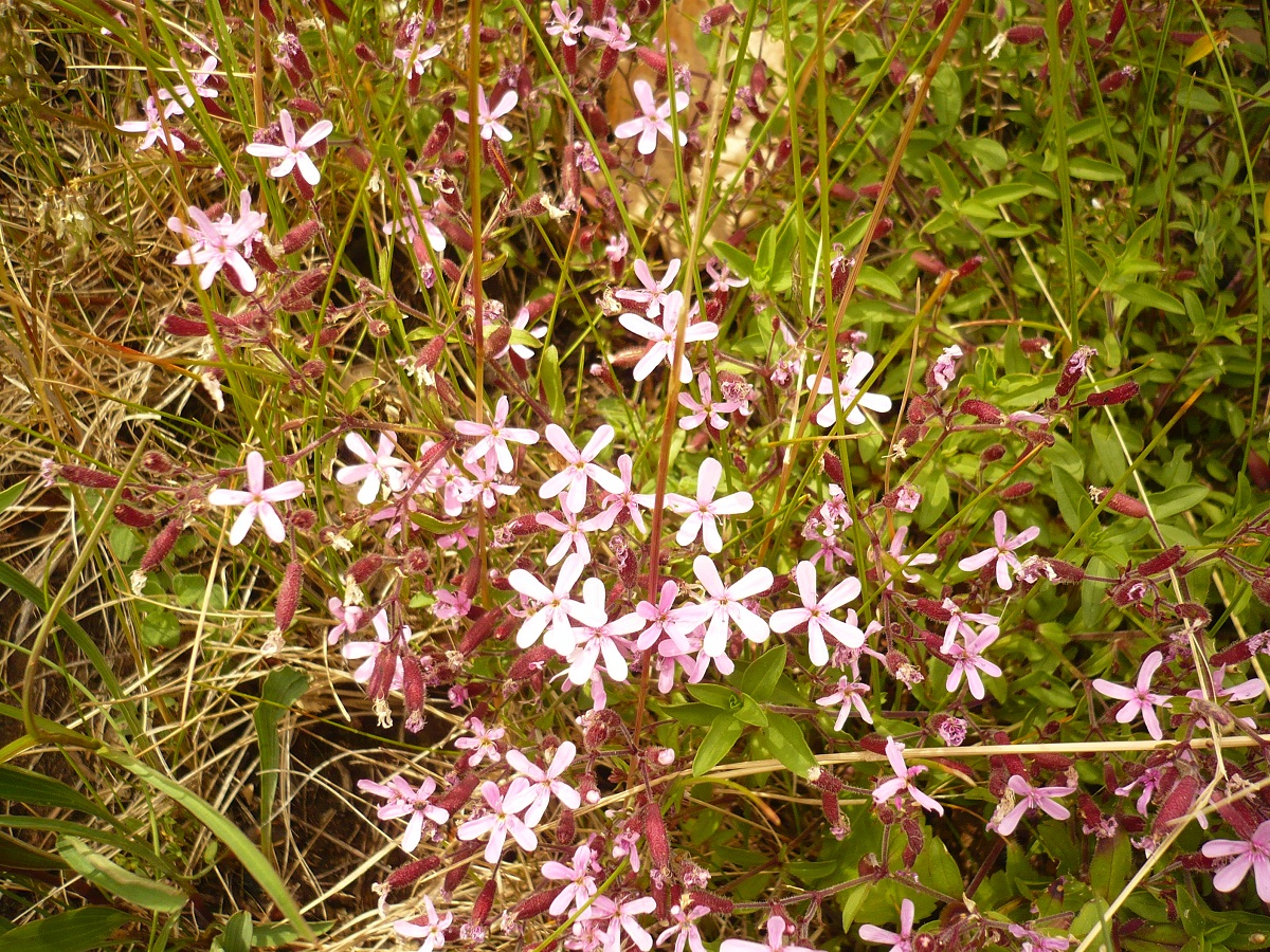 Saponaria ocymoides subsp. ocymoides (Caryophyllaceae)